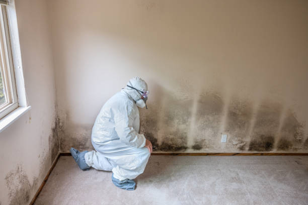 Best Asbestos and Lead Testing During Mold Inspection  in Basehor, KS